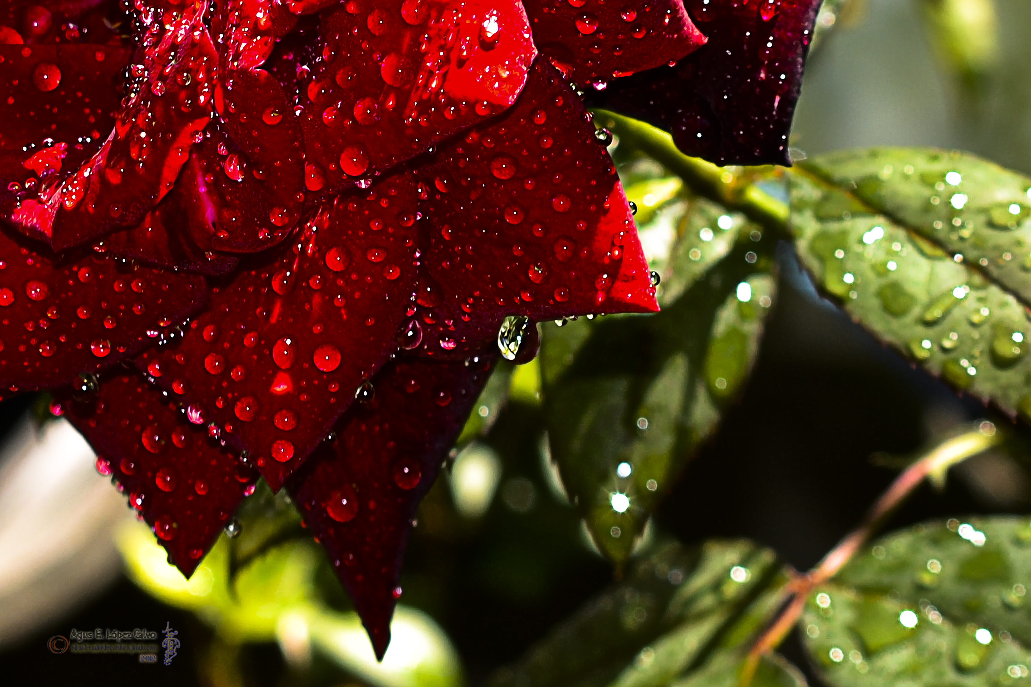 La lluvia y la rosa.jpg